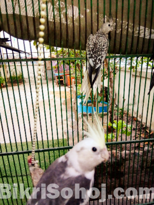 Cockatiel